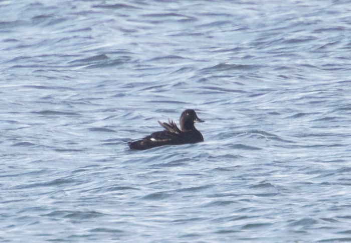 Velvet Scoter