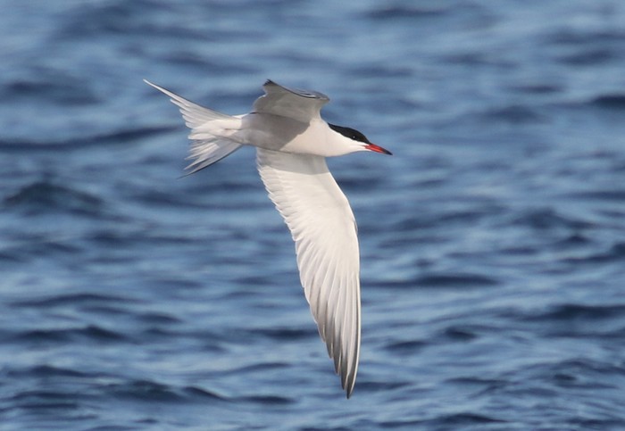 Common Tern
