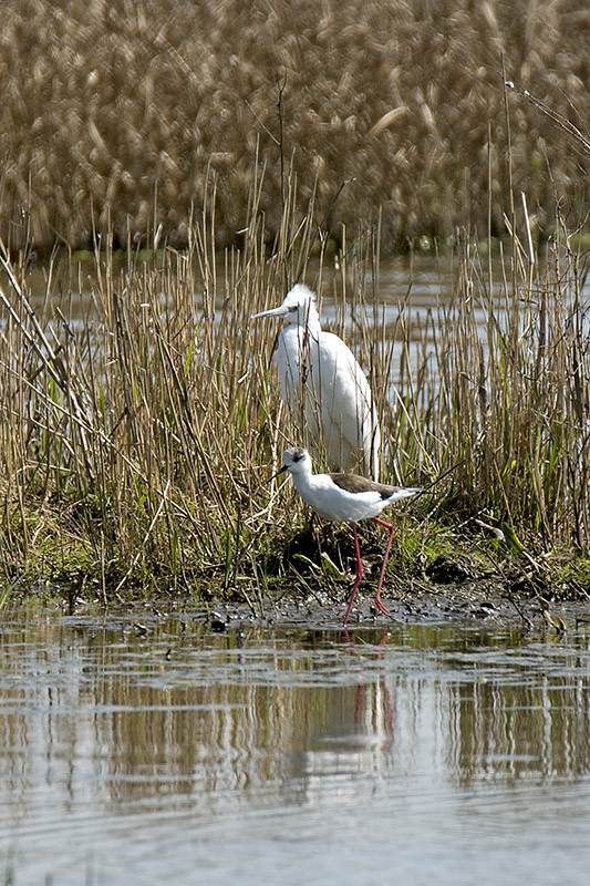 Black-winged Stilt