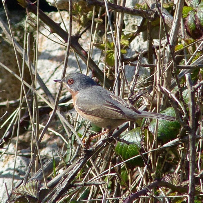 Western Subalpine Warbler