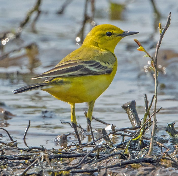 Yellow Wagtail