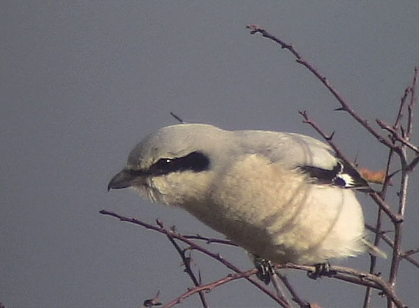 Great Grey Shrike