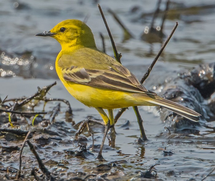Yellow Wagtail