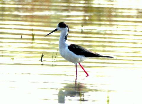 Black-winged Stilt