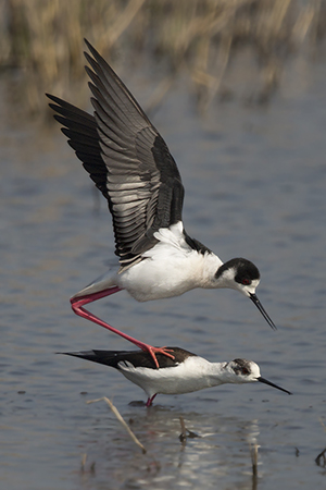 Black-winged Stilt