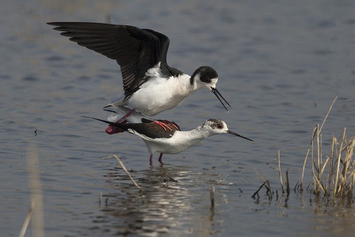 Black-winged Stilt