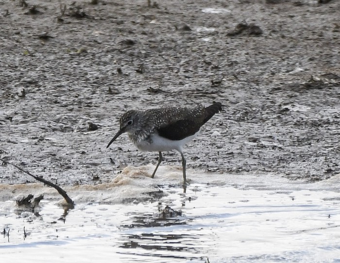 Green Sandpiper