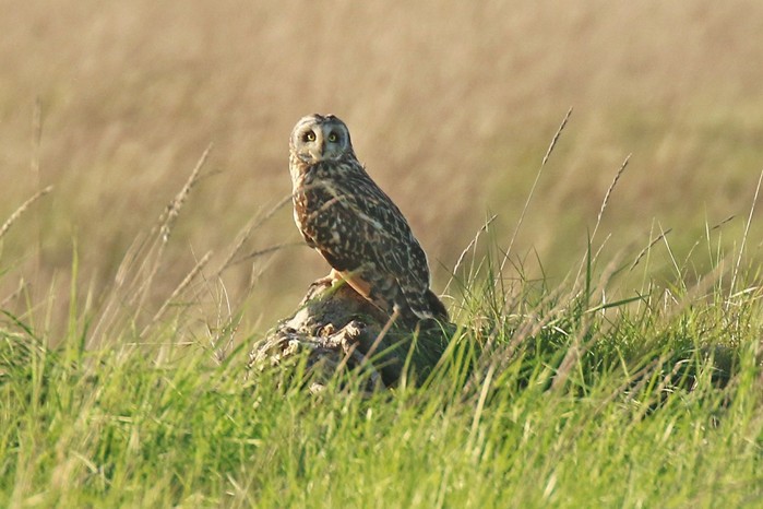 Short-eared Owl