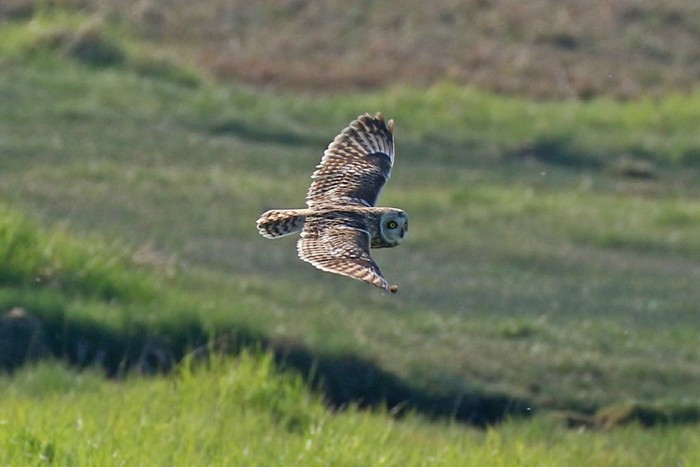 Short-eared Owl