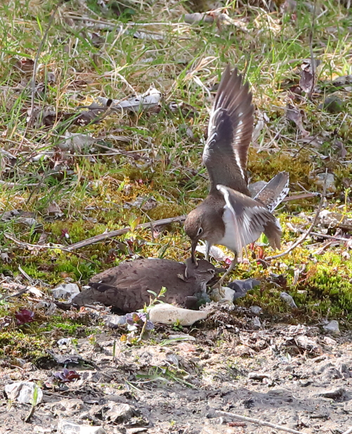 Common Sandpiper