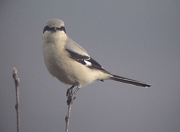 Great Grey Shrike