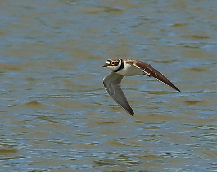 Little Ringed Plover