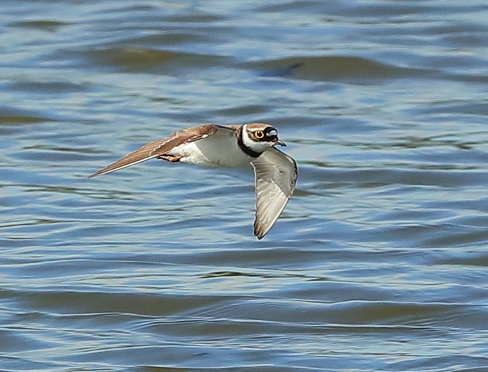 Little Ringed Plover