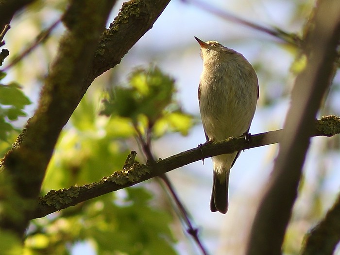 Iberian Chiffchaff
