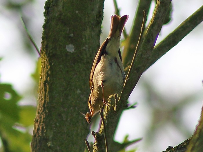 Iberian Chiffchaff