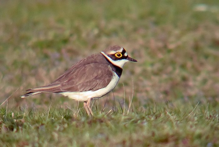 Little Ringed Plover
