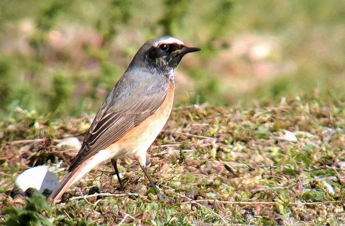Redstart