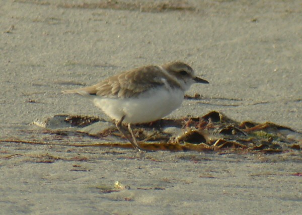 Kentish Plover