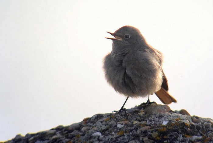 Black Redstart