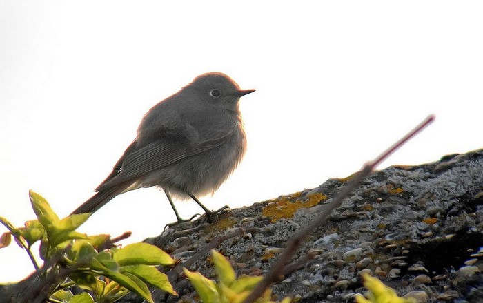 Black Redstart