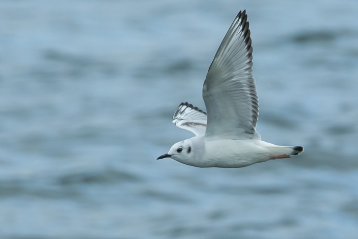 Bonaparte's Gull