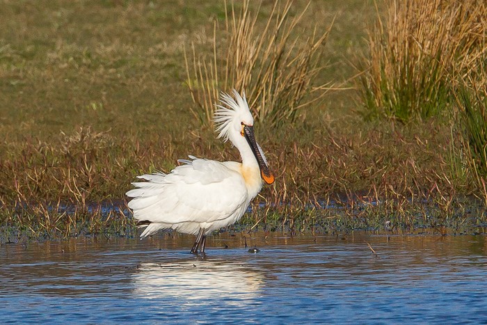 Spoonbill