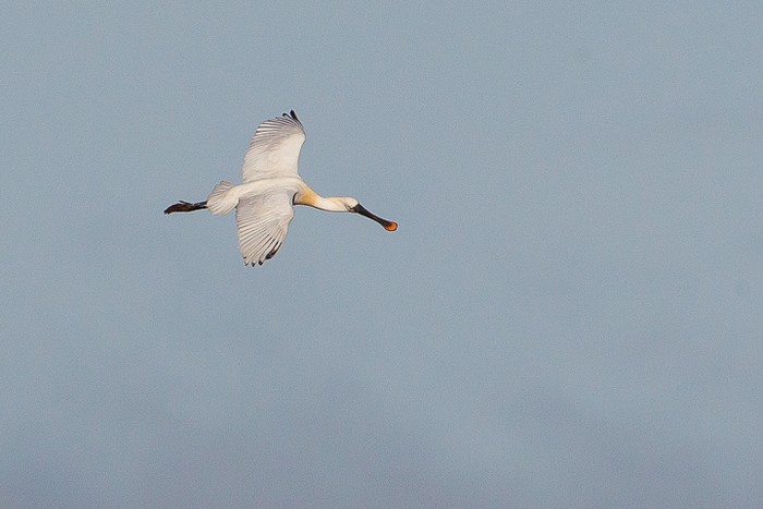 Spoonbill