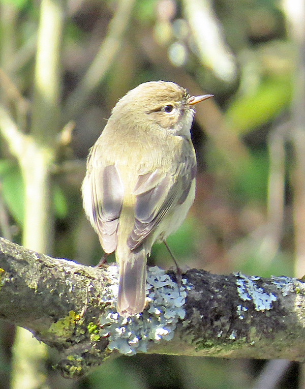 Iberian Chiffchaff