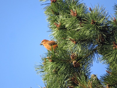 Crossbill