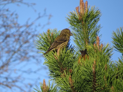 Crossbill