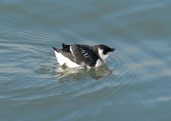 Little Auk