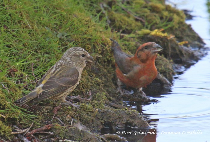 Crossbill