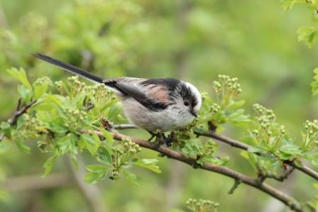 Long-tailed Tit
