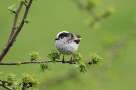 Long-tailed Tit