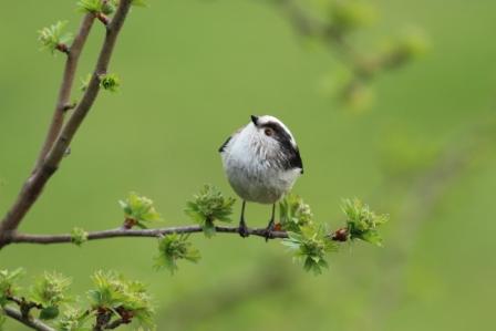 Long-tailed Tit