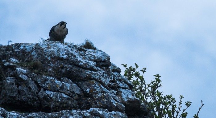 Peregrine