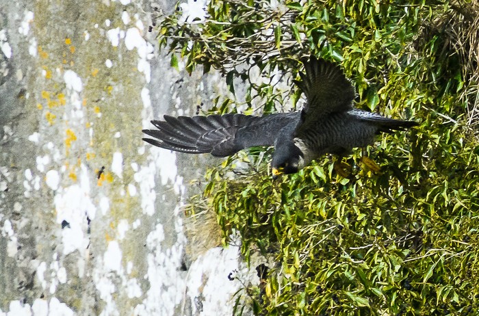 Peregrine