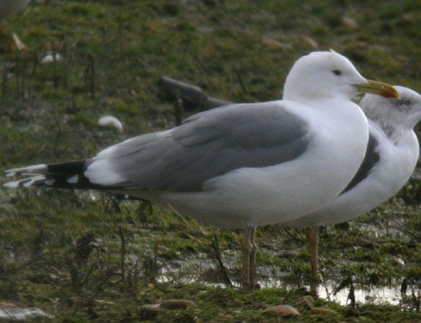 Caspian Gull