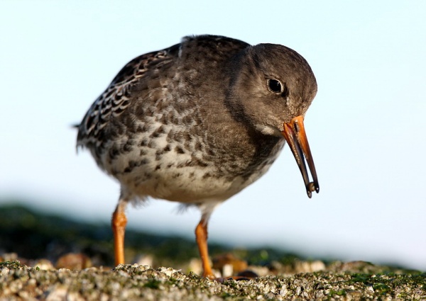 Purple Sandpiper