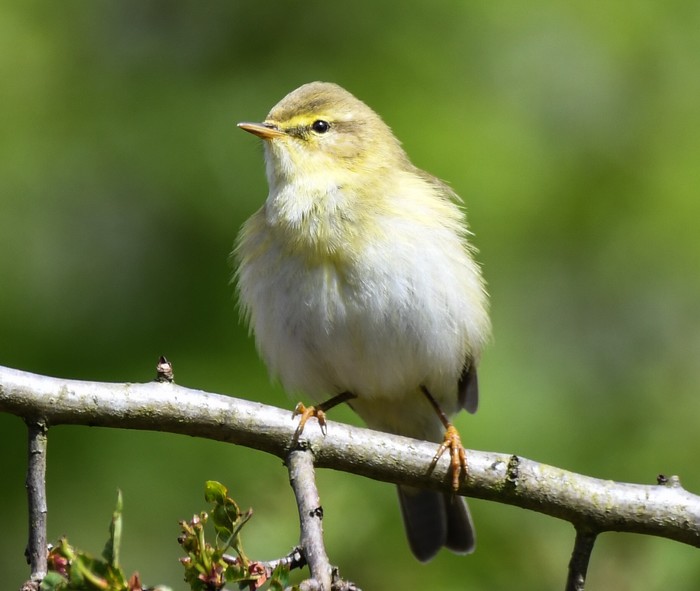 Willow Warbler