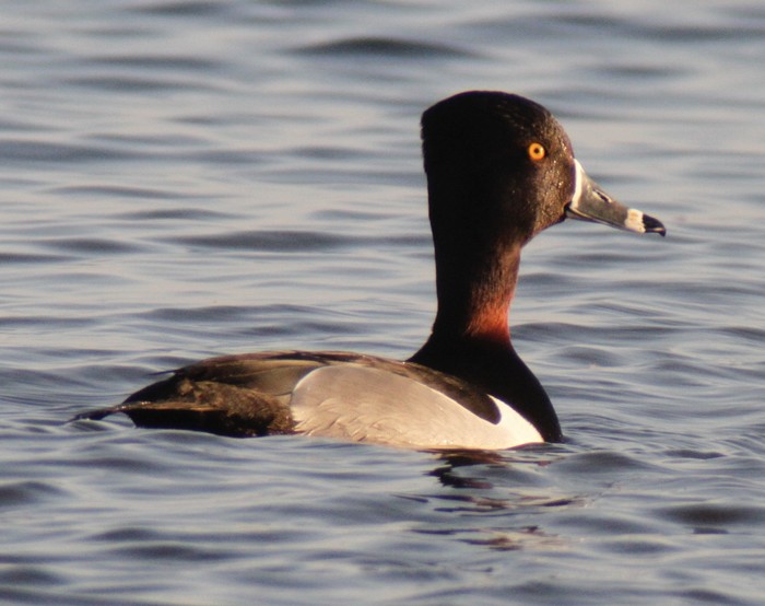 Ring-necked Duck