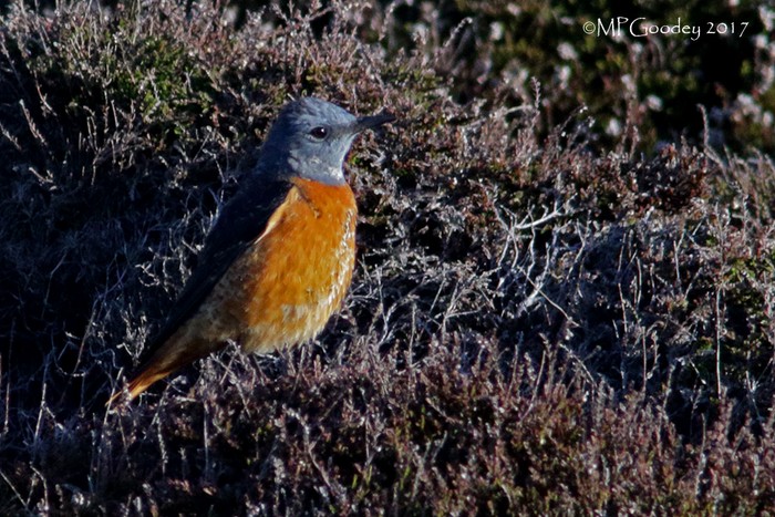 Rock Thrush