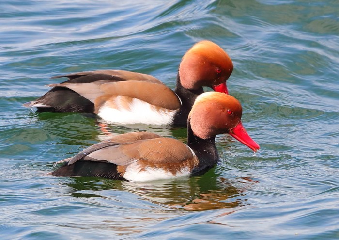 Red-crested Pochard