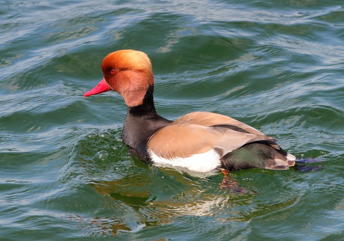 Red-crested Pochard