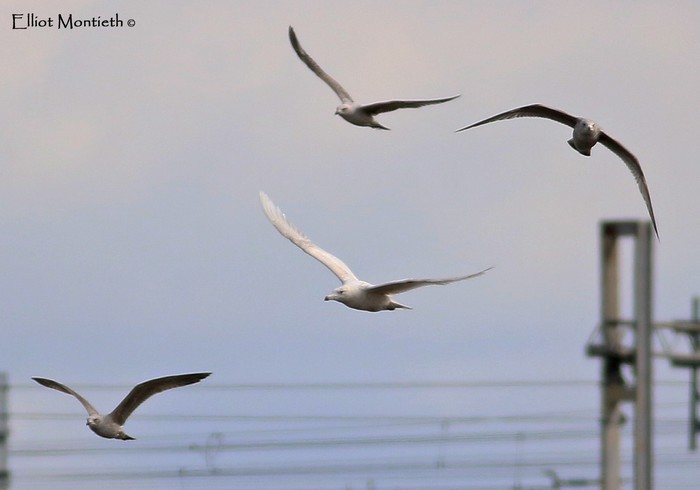 Glaucous Gull