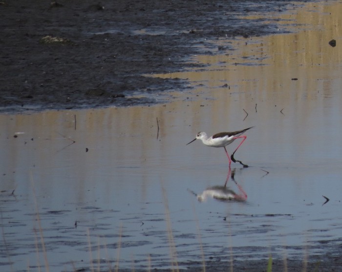 Black-winged Stilt