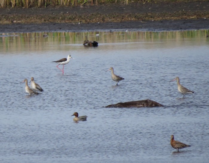 Black-winged Stilt