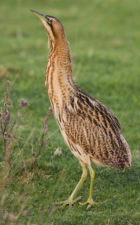 Bittern