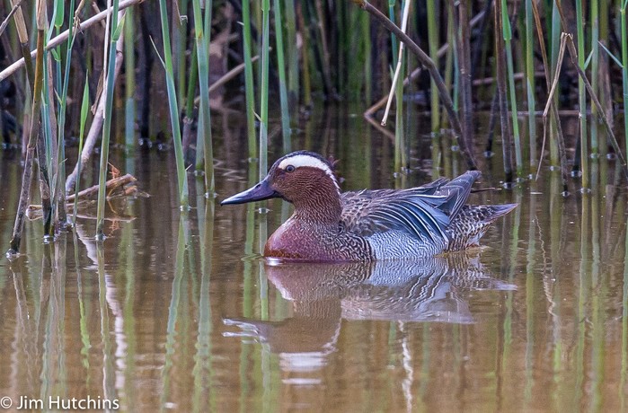 Garganey