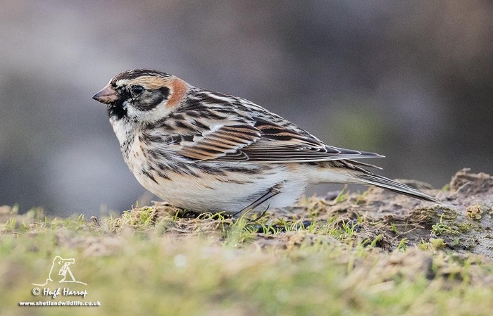 Lapland Bunting